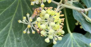 Die Efeu-Blüten sind Bienenfutter