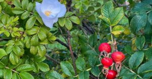 Kartoffelrose und Hagebutten