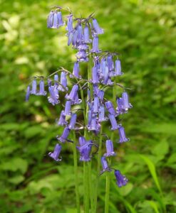 Bluebells - die Nationalblume der Briten