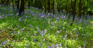 Bluebells