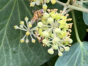 Die Efeu-Blüten sind Bienenfutter
