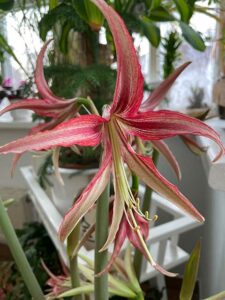 Amaryllis mit besonderer Blütenform