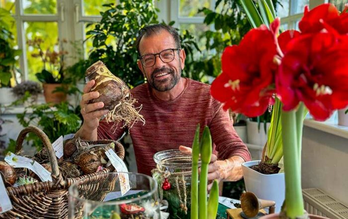 Ploberger mit Amaryllis