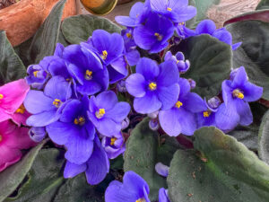 Das traditionelle violett-blaue Usambaraveilchen