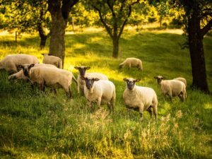Schafe im Obstgarten