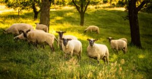 Schafe im Obstgarten