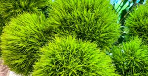 Eine Nelke mit grünen Blüten