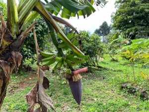 Natur im Garten (Bild: ORF/Ralph Huber-Blechinger)