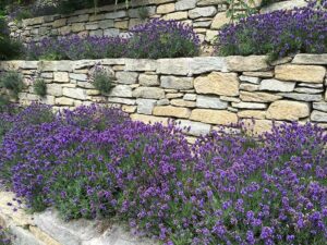 Eine Steinmauer und eine kiesige-Errde - ideal für den Lavendel