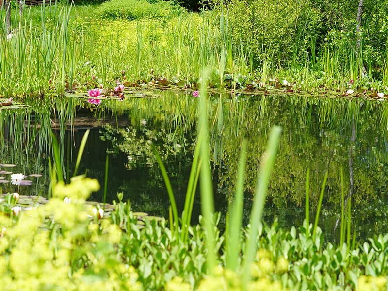 Foto: Leopold Mayrhofer/Natur im Garten