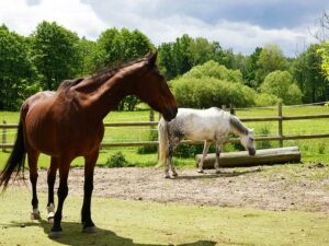 Foto: Leopold Mayrhofer/Natur im Garten