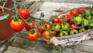 Herztomate mit gewaltigen Fruchtrispen