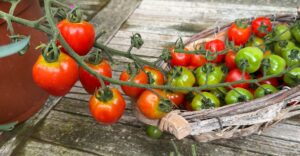 Herztomate mit gewaltigen Fruchtrispen