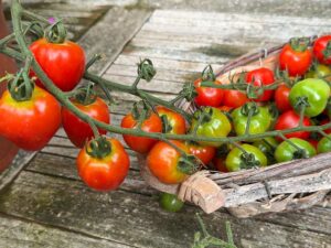 Herztomate mit gewaltigen Fruchtrispen