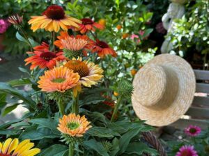 Echinacea - Sonnenhut