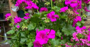 Pelargonie Marcada violett