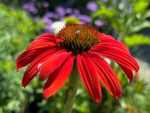 Sonnenhut - ein Magnet für Insekten