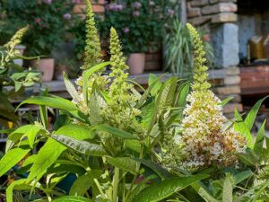 Weißer nicht invasiver Sommerflieder "Candy White"