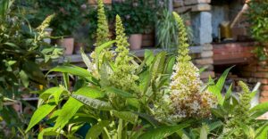 Weißer nicht invasiver Sommerflieder "Candy White"