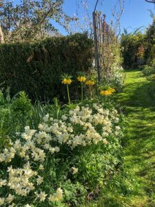 Zwiebelblumen