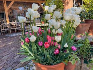 Hohe und niedrige Tulpen im Topf