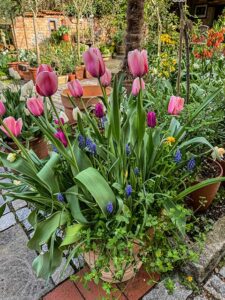 Blumenzwiebel im Topf