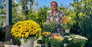 Ploberger mit Chrysanthemen