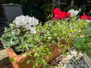 Cyclamen im Herbstkisterl