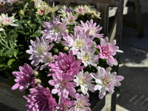 Pastellfarbige Chrysanthemen