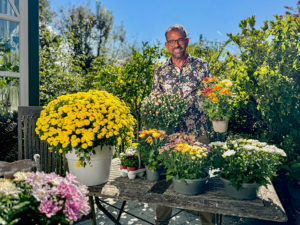 Ploberger mit Chrysanthemen