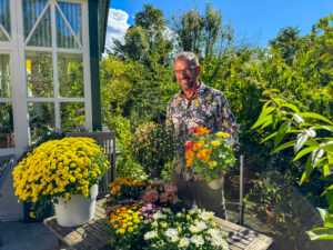 Ploberger mit Chrysanthemen