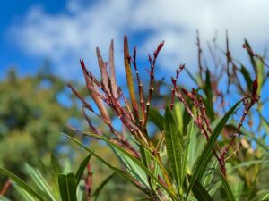 Samenstände beim Oleander