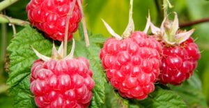 Himbeeren