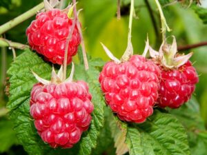 Himbeeren