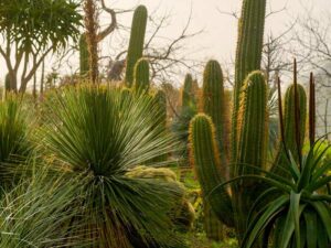 Natur im Garten in Sizilien (Bild: ORF/Talk TV)