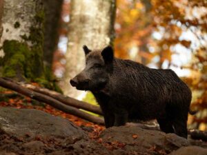 Wildschwein (Bild: Pixabay/Toxal)