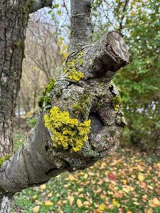 Flechten auf einem Baum