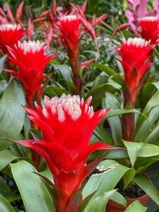 Bromelien