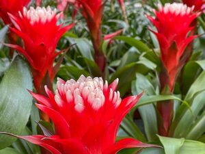 Bromelien