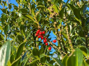 Ilex mit roten Beeren