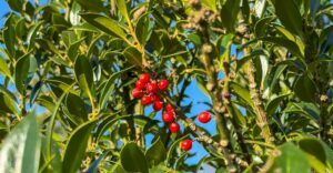 Ilex mit roten Beeren