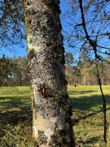 Flechten auf Bäumen