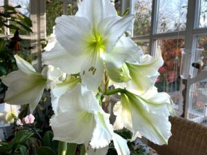 Amaryllis