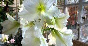 Amaryllis