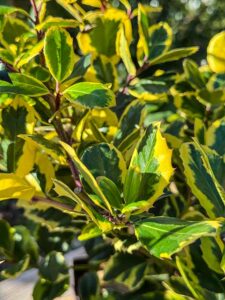 Ilex 'Golden King'