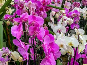 Phalaeonopsis-Orchidee