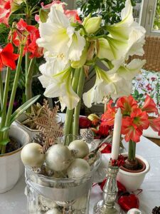 Adventblüten, Amaryllis