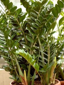 Zamioculcas