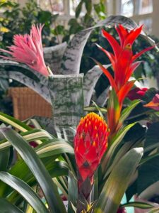 Bromelien