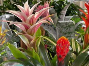 Bromelien